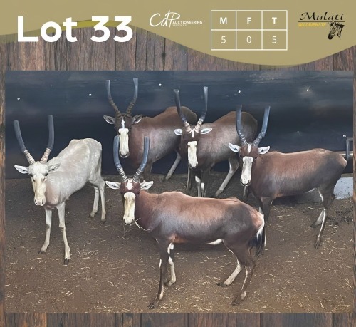 5 X BLESBOK - BLESBUCK M:5 MULATI (Betaal per dier/Pay per animal)