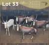 5 X BLESBOK - BLESBUCK M:5 MULATI (Betaal per dier/Pay per animal)