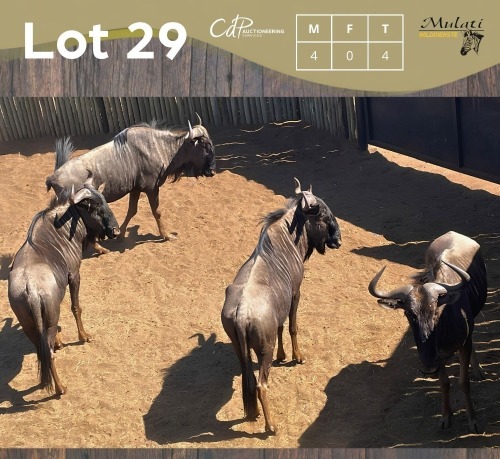 4 X BLOUWILDEBEES - BLUE WILDEBEEST M:4 MULATI (Betaal per dier/Pay per animal)