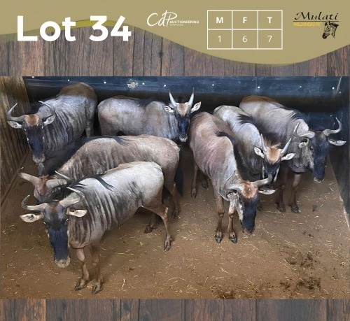 7 X BLOUWILDEBEES - BLUE WILDEBEEST M:1 V/F:6 MULATI (Betaal per dier/Pay per animal)