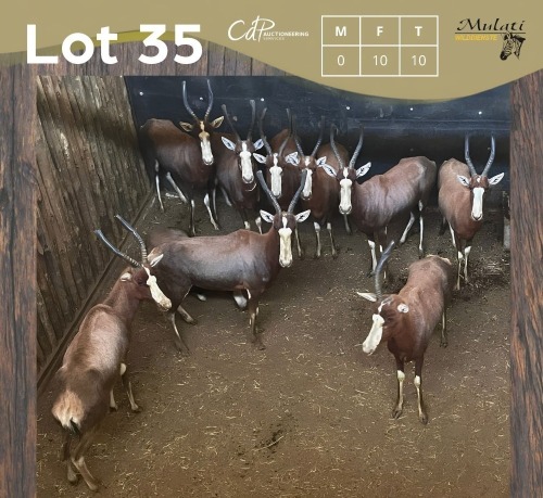 10 X BLESBOK - BLESBUCK V/F:10 MULATI (Betaal per dier/Pay per animal)