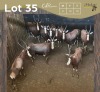 10 X BLESBOK - BLESBUCK V/F:10 MULATI (Betaal per dier/Pay per animal)