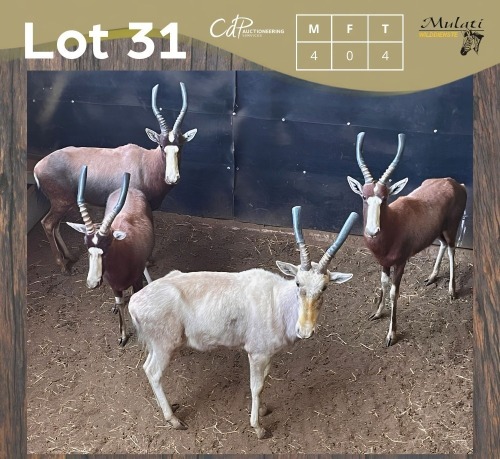4 X BLESBOK - BLESBUCK M:4 MULATI (Betaal per dier/Pay per animal)