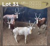 4 X BLESBOK - BLESBUCK M:4 MULATI (Betaal per dier/Pay per animal)