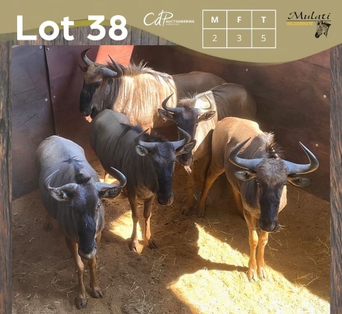 5 X BLOUWILDEBEES - BLUE WILDEBEEST M:2 V/F:3 MULATI (Betaal per dier/Pay per animal)
