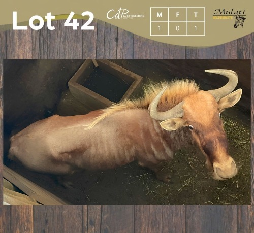 1 X GOUE WILDEBEES - GOLDEN WILDEBEEST M:1 MULATI