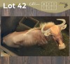 1 X GOUE WILDEBEES - GOLDEN WILDEBEEST M:1 MULATI