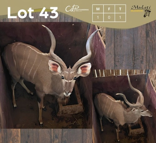 1 X KOEDOE - KUDU M:1 MULATI