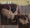 1 X KOEDOE - KUDU M:1 MULATI