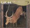 1 X ROOIBOK - IMPALA M:1 MULATI