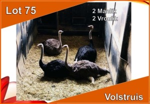 4x VOLSTRUIS/OSTRICH M:2 V/F:2 (Per stuk om lot te neem)