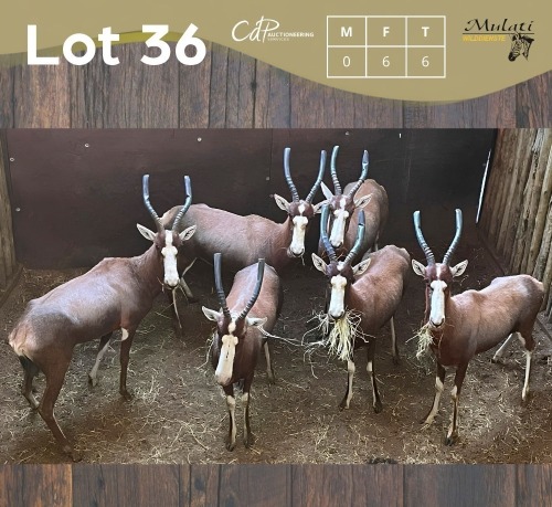 6 X BLESBOK - BLESBUCK V/F:6 MULATI (Betaal per dier/Pay per animal)