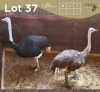 2 X VOLSTRUIS - OSTRICH M:1 V/F:1 MULATI (Betaal per dier/Pay per animal)