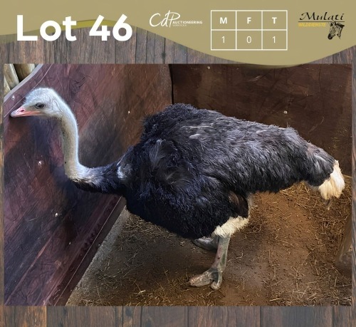 1 X VOLSTRUIS - OSTRICH M:1 MULATI
