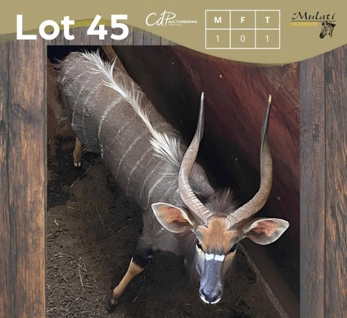 1 X NJALA - NYALA M:1 MULATI