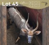 1 X NJALA - NYALA M:1 MULATI