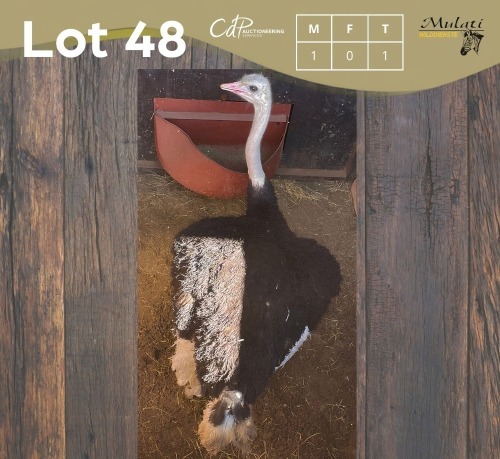 1 X VOLSTRUIS - OSTRICH M:1 MULATI