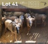 6 X BLOUWILDEBEES - BLUE WILDEBEEST M:1 V/F:5 MULATI (Betaal per dier/Pay per animal)