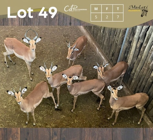 7 X ROOIBOK - IMPALA M:5 V/F:2 MULATI (Betaal per dier/Pay per animal)