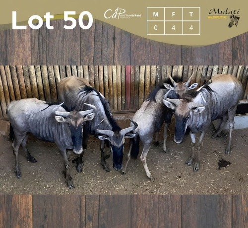 4 X BLOUWILDEBEES - BLUE WILDEBEEST V/F:4 MULATI (Betaal per dier/Pay per animal)