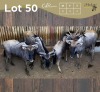 4 X BLOUWILDEBEES - BLUE WILDEBEEST V/F:4 MULATI (Betaal per dier/Pay per animal)