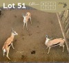 3 X SPRINGBOK - SPRINGBUCK M:3 MULATI (Betaal per dier/Pay per animal)