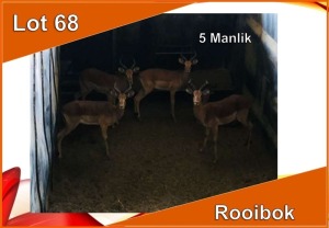 5x ROOIBOK/IMPALA M: 5 (Per stuk om lot te neem)