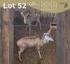 2 X KOEDOE - KUDU V/F:2 MULATI (Betaal per dier/Pay per animal)