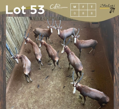 8 X BLESBOK - BLESBUCK V/F:8 MULATI (Betaal per dier/Pay per animal)