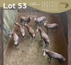 8 X BLESBOK - BLESBUCK V/F:8 MULATI (Betaal per dier/Pay per animal)