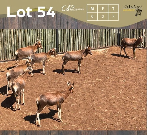 7 X BLESBOK - BLESBUCK MULATI (Betaal per dier/Pay per animal)