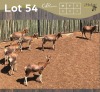 7 X BLESBOK - BLESBUCK MULATI (Betaal per dier/Pay per animal)