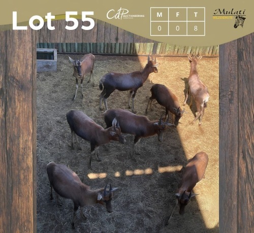 8 X BLESBOK - BLESBUCK MULATI (Betaal per dier/Pay per animal)