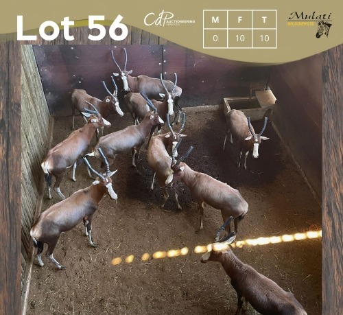 10 X BLESBOK - BLESBUCK V/F:10 MULATI (Betaal per dier/Pay per animal)