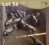 10 X BLESBOK - BLESBUCK V/F:10 MULATI (Betaal per dier/Pay per animal)