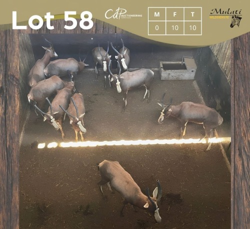 10 X BLESBOK - BLESBUCK V/F:10 MULATI (Betaal per dier/Pay per animal)