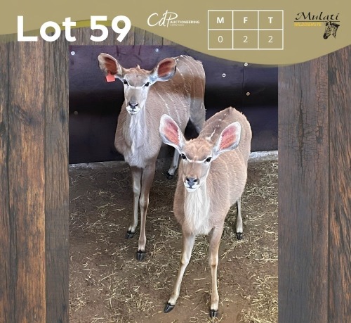 2 X KOEDOE - KUDU V/F:2 MULATI (Betaal per dier/Pay per animal)