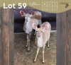 2 X KOEDOE - KUDU V/F:2 MULATI (Betaal per dier/Pay per animal)