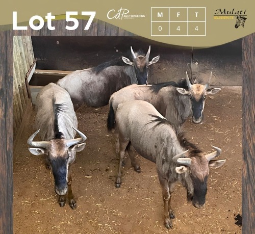 4 X BLOUWILDEBEES - BLUE WILDEBEEST V/F:4 MULATI (Betaal per dier/Pay per animal)