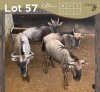 4 X BLOUWILDEBEES - BLUE WILDEBEEST V/F:4 MULATI (Betaal per dier/Pay per animal)
