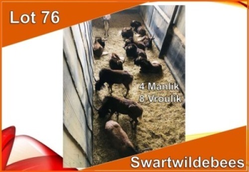 12x SWART WILDEBEES/BLACK WILDEBEEST M:4 V/F:8 (Per stuk om lot te neem)