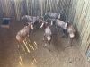 5 X BLESBOK - BLESBUCK V/F:5 MULATI (Betaal per dier/Pay per animal) - 5