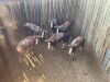 5 X BLESBOK - BLESBUCK V/F:5 MULATI (Betaal per dier/Pay per animal) - 6
