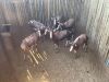 5 X BLESBOK - BLESBUCK V/F:5 MULATI (Betaal per dier/Pay per animal) - 7