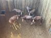5 X BLESBOK - BLESBUCK V/F:5 MULATI (Betaal per dier/Pay per animal) - 8