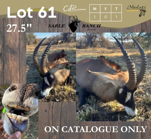 1 X BASTER GEMSBOK - ROAN (ON CATALOGUE ONLY) M:1 SABLE RANCH