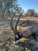 1 X BASTER GEMSBOK - ROAN (ON CATALOGUE ONLY) M:1 SABLE RANCH - 2