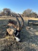 1 X BASTER GEMSBOK - ROAN (ON CATALOGUE ONLY) M:1 SABLE RANCH - 3