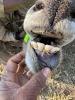 1 X BASTER GEMSBOK - ROAN (ON CATALOGUE ONLY) M:1 SABLE RANCH - 4