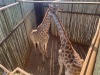 1 X KAMEELPERD - GIRAFFE M:1 SABLE RANCH (Betaal per dier/Pay per animal) - 2